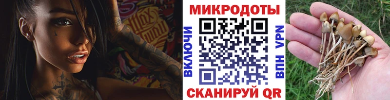 Купить  Находка  Галлюциногенные грибы прущие грибы 
